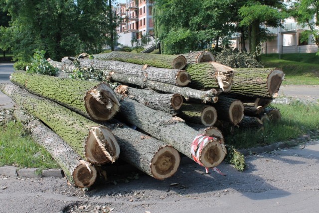 Wycinki drzew w Tomaszowie koło Lechii