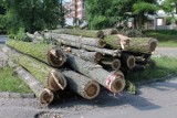 Wycinki drzew w Tomaszowie: Tym razem wycięli topole przy ul. Ligi Morskiej i Rzecznej