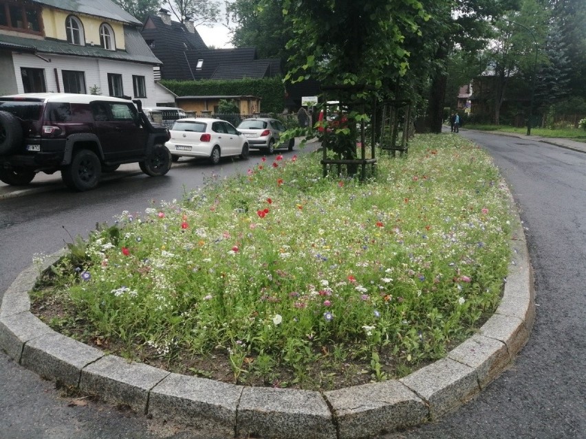 Zakopane. Pod Giewontem wyrosły kolorowe i ekologiczne skwery z kwiatami i owadami. Pomagają oczyszczać powietrze 