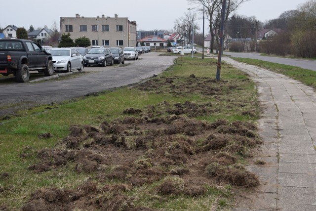 Buchtowisko w szczecineckim Bugnie