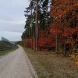 Jesienne barwy Lasu Paprockiego w Zduńskiej Woli. Ostatnie dni na taki spacer