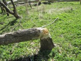 Rodzinka bobrów w pobliżu usteckiego OSiR wciąż niszczy