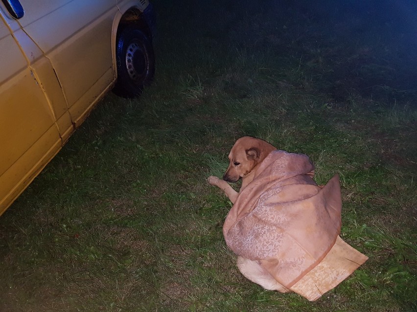 Do potrącenia psa doszło w Dęborzeczce. Pomocy udzielili mu policjanci