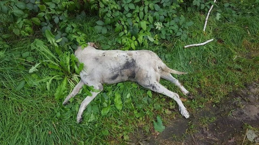 Ktoś skatował i porzucił psa w lesie w Rogowie? Pet Patrol...