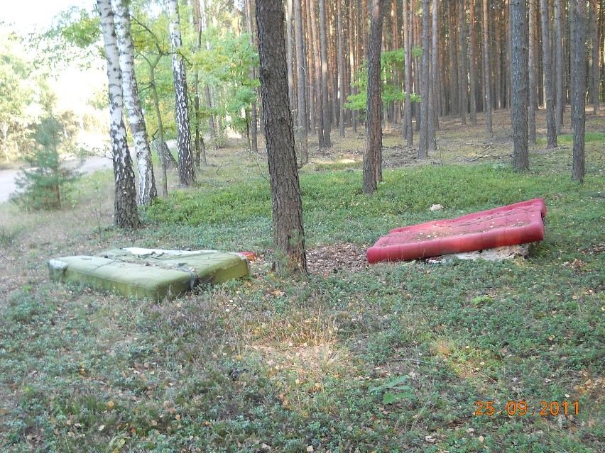 Las w okolicy Sycowa