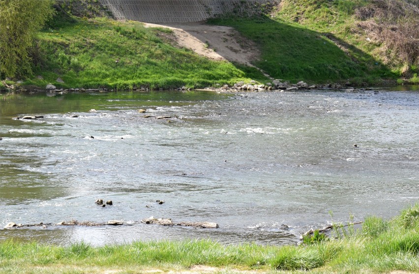 Niski poziom wody w Sanie w Jarosławiu. W wielu miejscach widać dno rzeki [ZDJĘCIA]