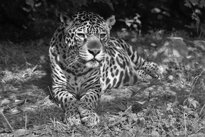 Na wolności jaguary żyją średnio 12-15 lat (w zoo zwykle ten...