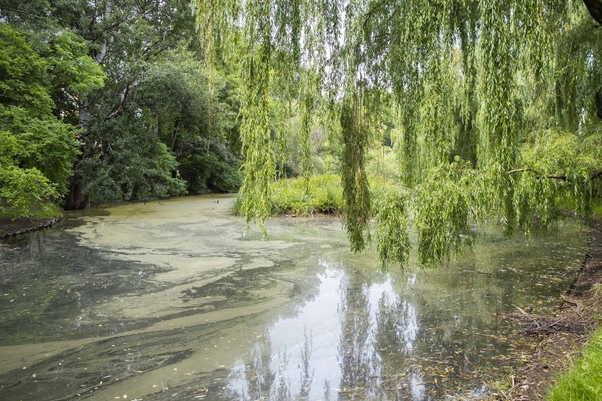 Park Sielecki, czyli odpoczynek nad kameralnym stawem