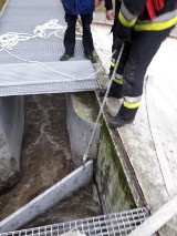 Sarna wpadła do kanału. Zwierzę uratowali zielonogórscy strażacy [ZDJĘCIA]