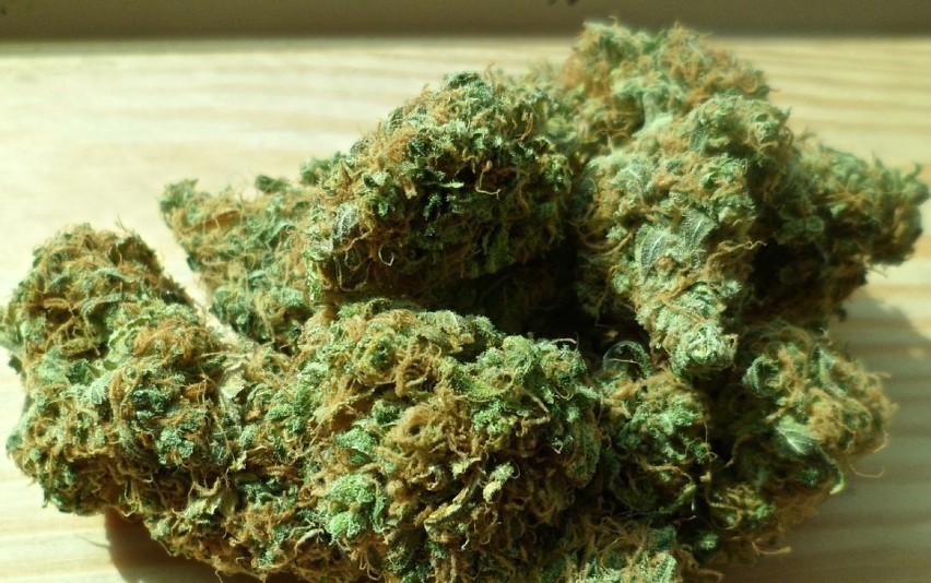 Marihuana lecznicza - będzie legalizacja? Społeczeństwo podzielone [SONDA]