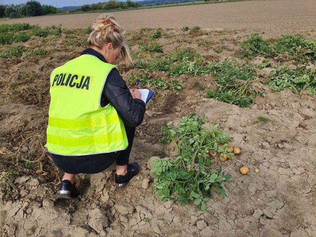 Nieznani sprawcy ukradli ok. 1700 kg ziemniaków z jednego z pól w Glinie