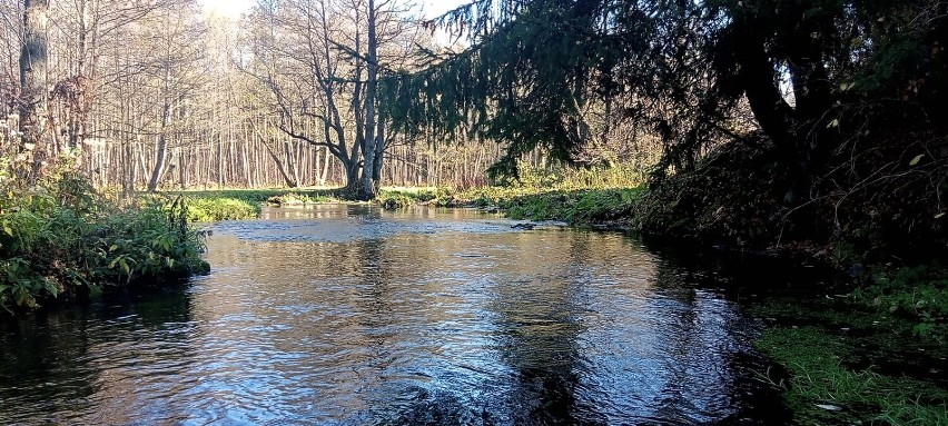 Narybek troci został wpuszczony do wody po wcześniejszym...