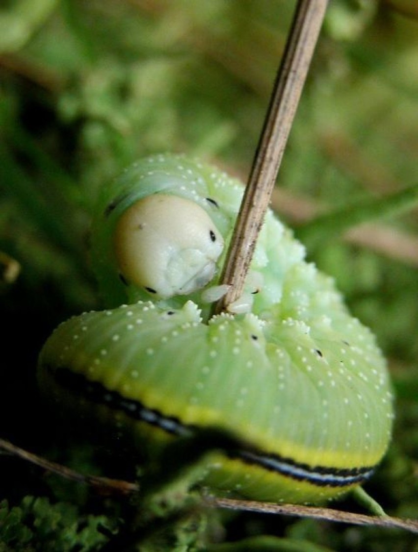 Bryzgun brzozowiec (Cimbex femorata) / larwa