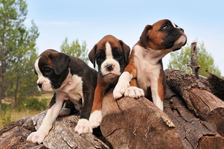 Psy rasy bokser są to psy wierne, silne i żywe. Polecane są...