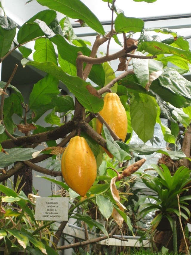 Drzewo kakaowe, ogr&oacute;d botaniczny Frankfurt.