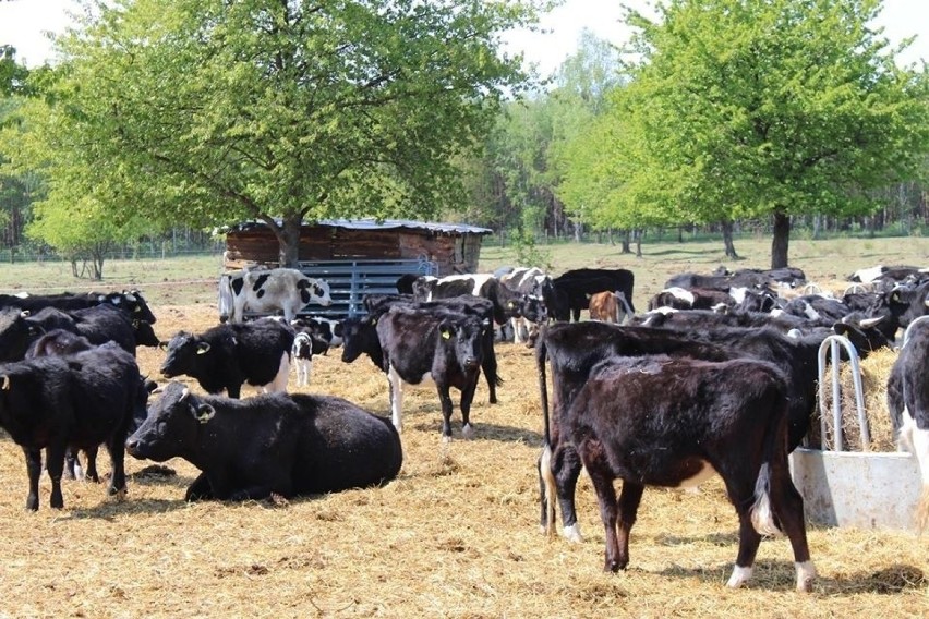 Tematem wolnych krów cała Polska żyła od maja 2019 r.