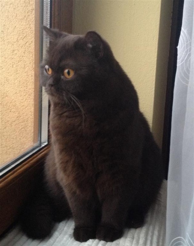 Xavier jest kotem brytyjskim w czekoladowym kolorze. Mieszka z właścicielami w Jarostach