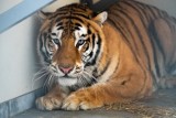 Dlaczego uratowane tygrysy nie mogły zostać przyjęte do śląskiego zoo?