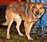 OTOZ Animals uratowało psa we wsi Nowotna