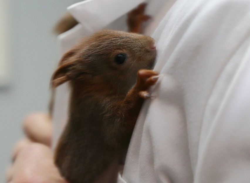 Dwie małe wiewiórki znalazły schronienie w lecznicy dla...