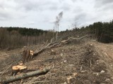 Trwa wycinka drzew w pobliżu wysypiska śmieci w Bierkowie. Słupski radny zbulwersowany