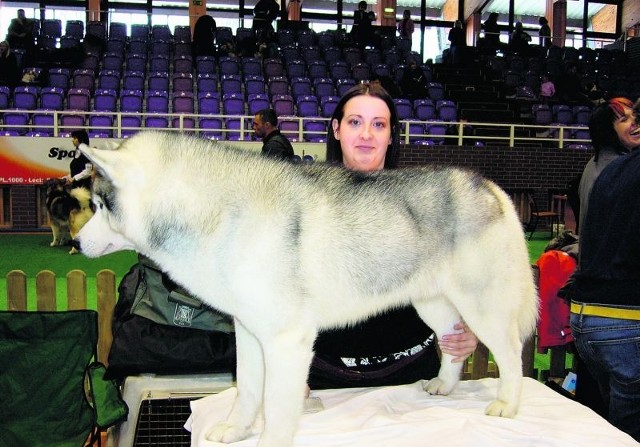 Ewa Górska potwierdza, że jej siberian husky to rasa coraz bardziej popularna, ale też wymagająca.