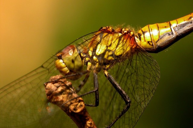 Szablak krwisty (Sympetrum sanguineum)