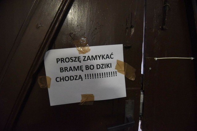 Dziki to coraz większy problem w miastach - zwierzęta potrafią wyrządzić wiele szkód.