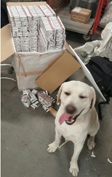 Ares, służbowy pies Krajowej Administracji Skarbowej, znalazł w przesyłkach nielegalne wyroby tytoniowe o wartości ponad 76 tys. zł