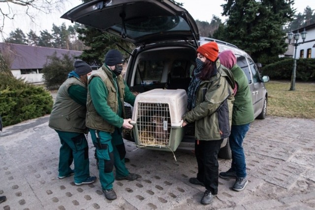 Wieczorem 3 marca przyjechały do Poznania zwierzęta z kijowskiego zoo. Wśród nich znalazły się lwy, tygrysy, karakale i likaon.