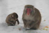 Zoo Poznań: Pierwsza zima małego makaka - zobacz, jak Pris bawi się na śniegu [WIDEO]