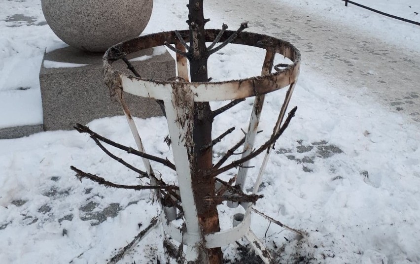 Kolejny akt wandalizmu w Rawiczu. Ktoś podpalił drzewko przy Pomniku Żołnierza Polskiego. Sprawcę szukają rawiccy funkcjonariusze policji