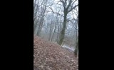 Wataha dzikich psów atakuje zwierzęta w Słowikowie! Jest nagranie sfory [FOTO]
