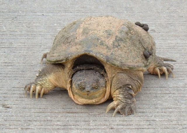 Niebezpieczny dla ludzi żółw jaszczurowaty został znaleziony pod Warszawą.