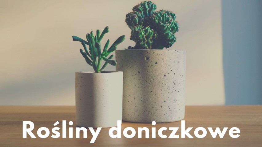 Roślinki doniczkowe przetrwają znacznie dłużej niż...