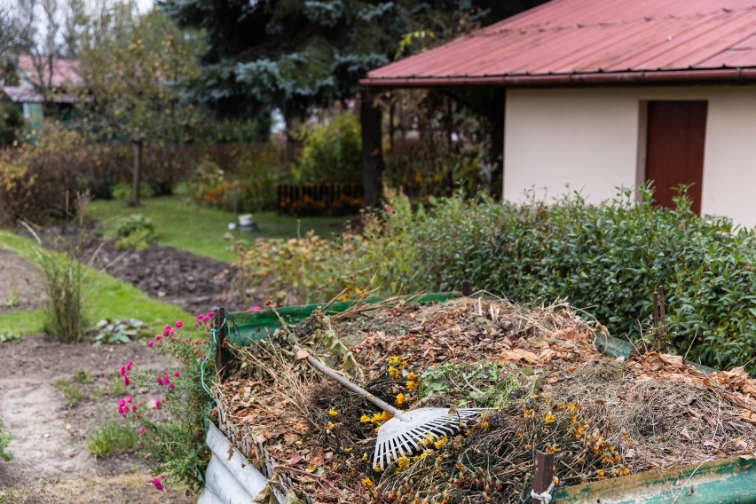 Znów palą liście w ogrodach działkowych w Rzeszowie. Coraz więcej interwencji straży miejskiej, 33 mandaty. Nawet 500 zł kary