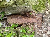 Niewybuch z czasów II wojny światowej znaleziono w lesie pod Debrznem: prawdopodobnie ktoś go wykopał z ziemi [FOTO, WIDEO]