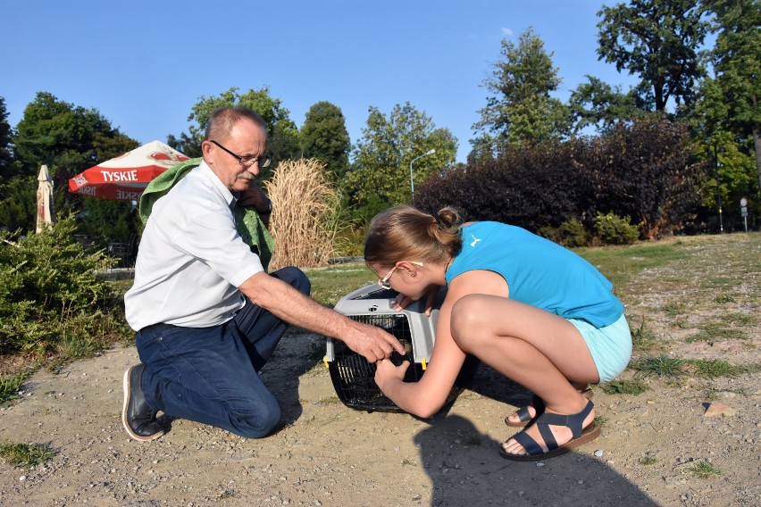 Uratowana, wyleczona kaczka krzyżówka wróciła na Kozi Staw w Legnicy [ZDJĘCIA]