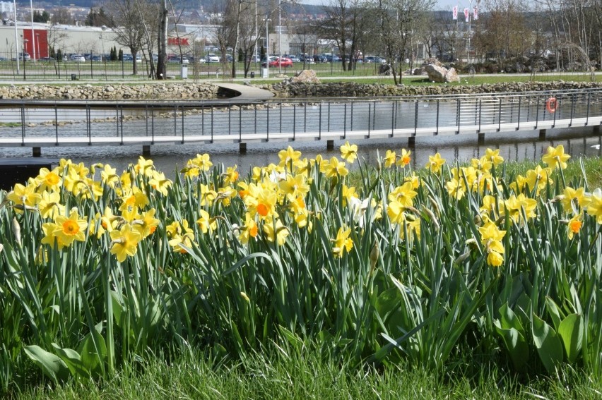 Ogród Botaniczny wznawia działalność od 1 maja.