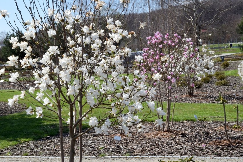 Ogród Botaniczny wznawia działalność od 1 maja.