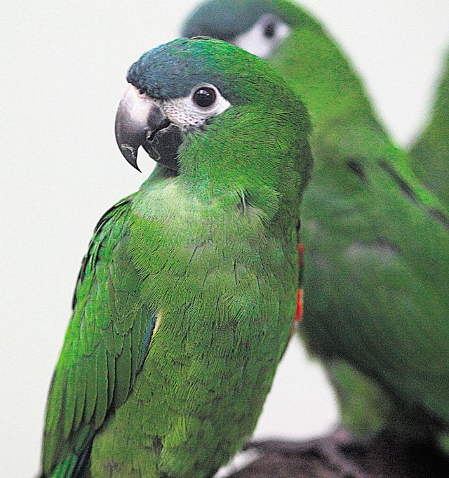 Do łódzkiego zoo dotarły już przepiękne ary małe