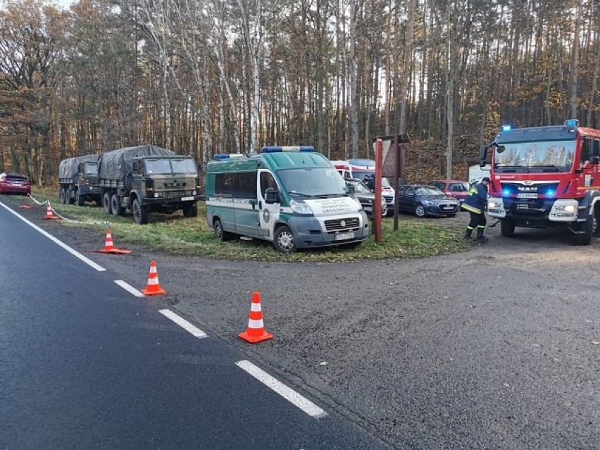 Gmina Marianowo. Znaleziony martwy dzik zarażony wirusem afrykańskiego pomoru świń 