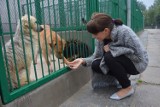 Gabinet weterynaryjny już działa w schronisku dla zwierząt w Bełchatowie