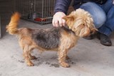 Bezpański pies znaleziony w Gniazdowie. Poszukiwany jest właściciel