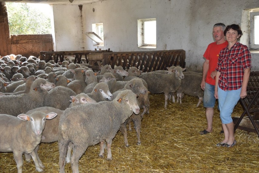 Stawiszyńscy przyznają, że owce jako zwierzęta hodowlane są...