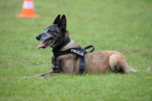 Samorządy powiatu sępoleńskiego dołożą komendzie policji 10 tysięcy złotych do zakupu służbowego psa przeszkolonego do ujawniania narkotyków.