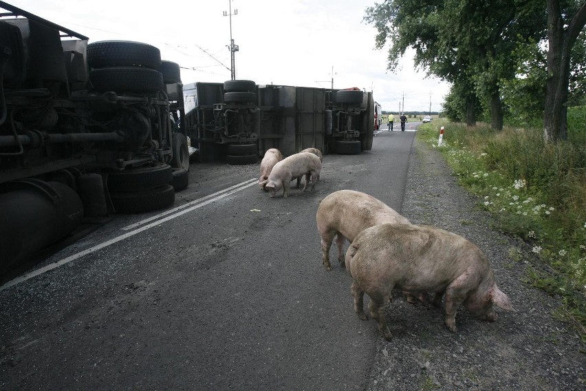 Wypadek ciężarówki ze świniami na trasie Legnica - Złotoryja (ZDJĘCIA)