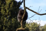 Nowy mieszkaniec gdańskiego zoo. Samiczka ursona nie ma jeszcze roku  [zdjęcia, wideo]