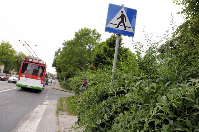 Tatary: Krzaki zasłaniają pieszych na przejściu