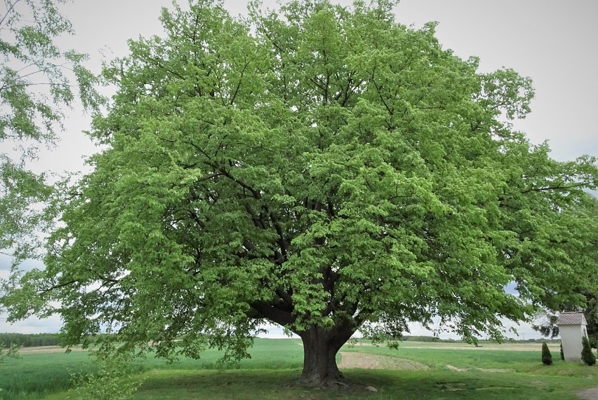Konkurs Drzewo Roku 2021 – czekamy na zgłoszenia! Już po raz 11. Klub Gaja szuka niezwykłych drzew, które łączą ludzi i przyrodę